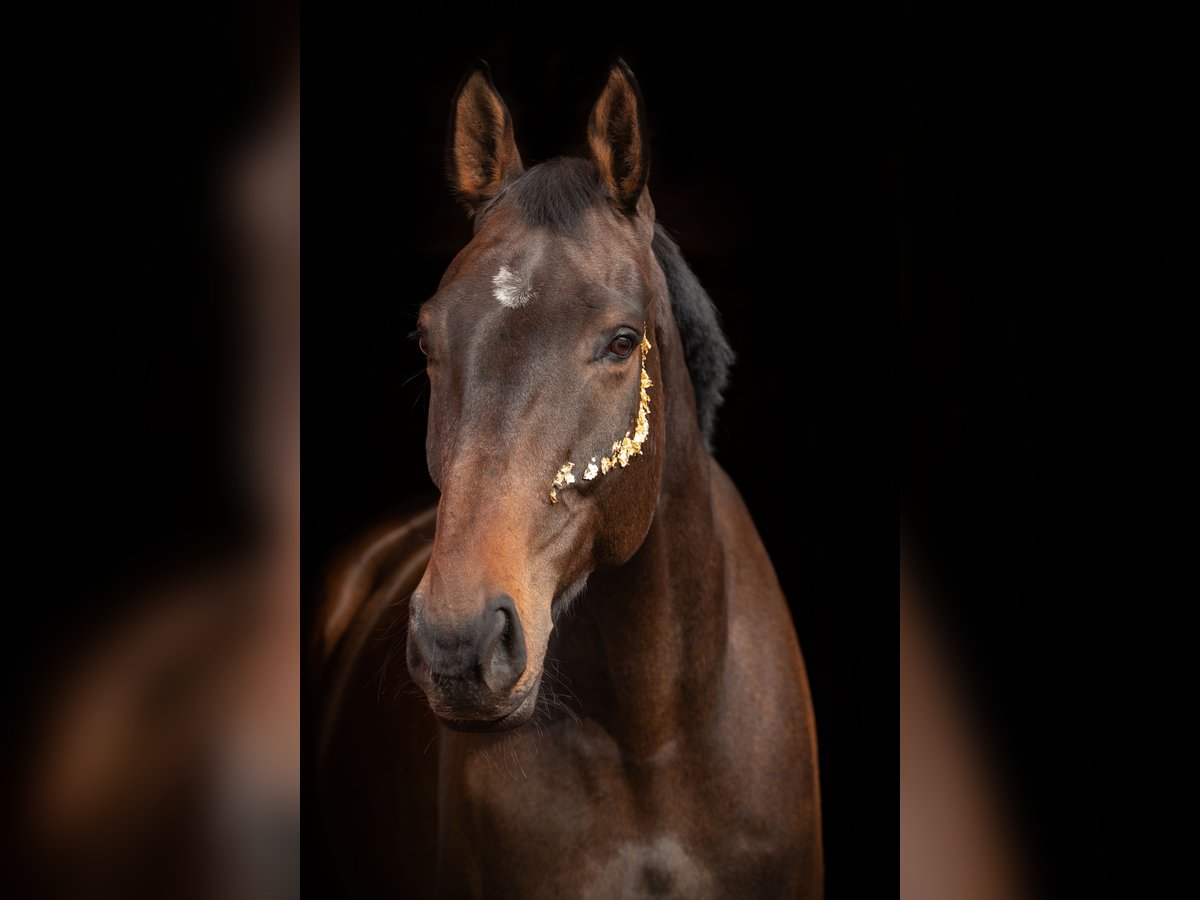 Oldenburger Springpferd Wallach 9 Jahre 184 cm Dunkelbrauner in Malente