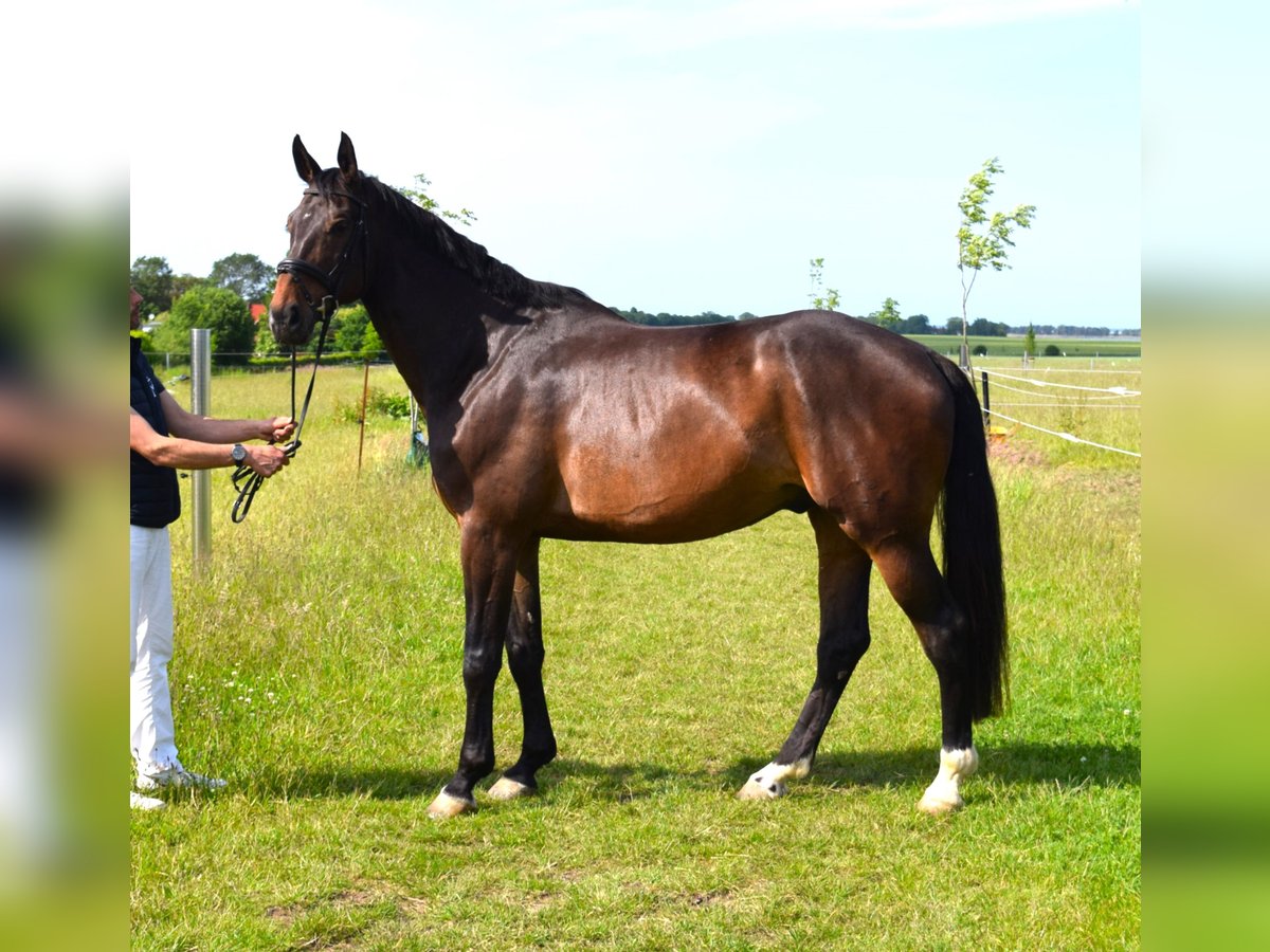 Oldenburger Springpferd Wallach 9 Jahre 185 cm Dunkelbrauner in Stralsund
