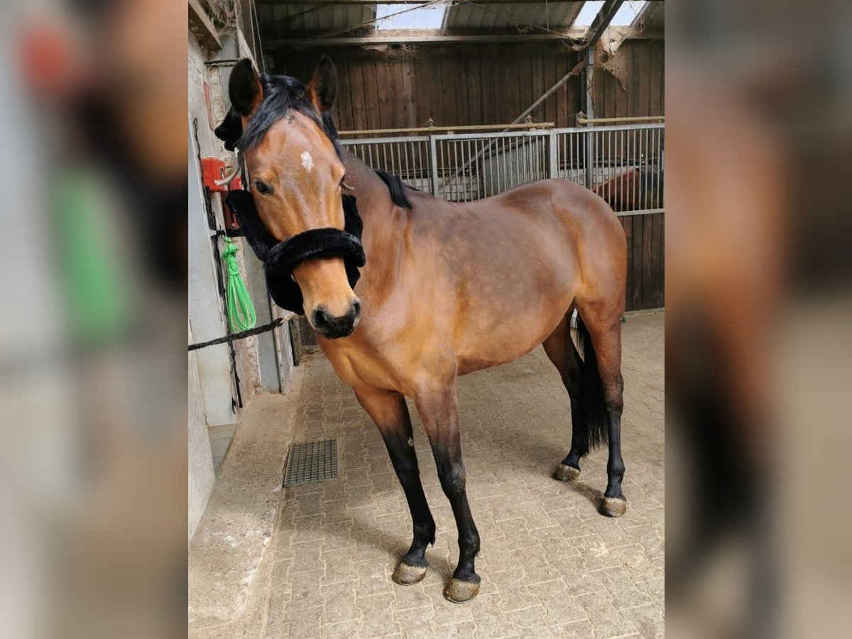 Oldenburger Stute 10 Jahre 153 cm Brauner in Neunkirchen-Seelscheid Oldenburger Stute 10 Jahre 153 cm Brauner in Neunkirchen-Seelscheid