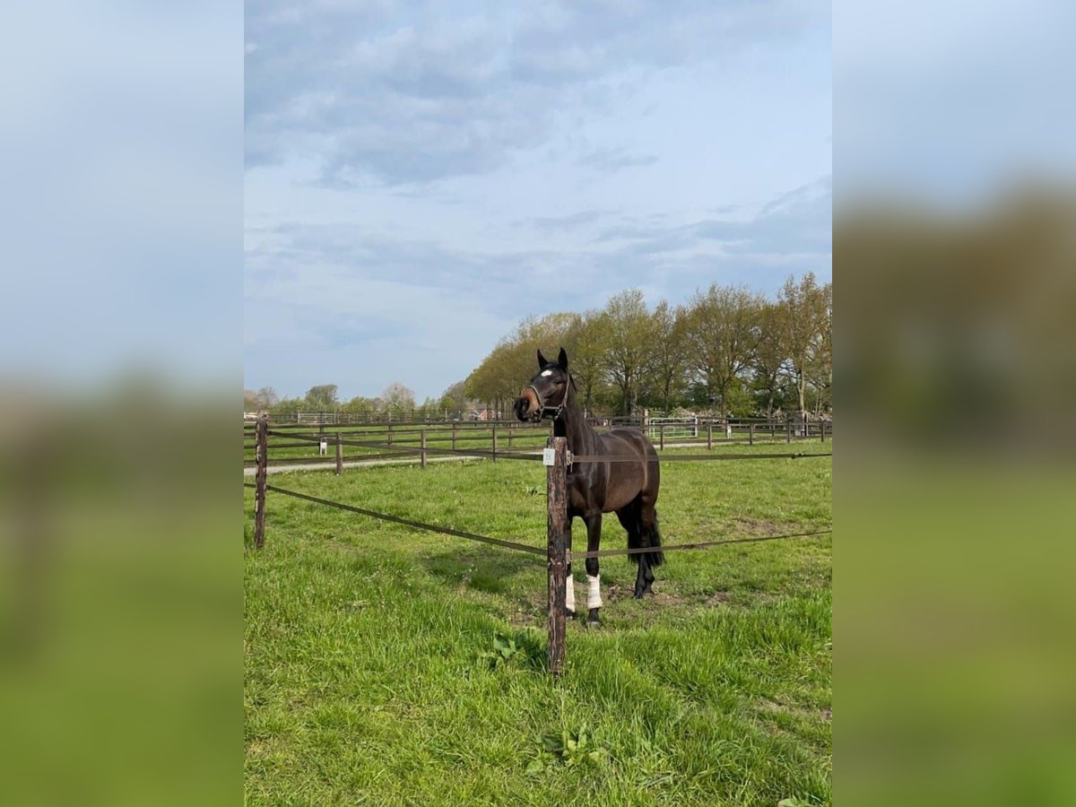 Oldenburger Stute 10 Jahre 164 cm Brauner in Haaksbergen