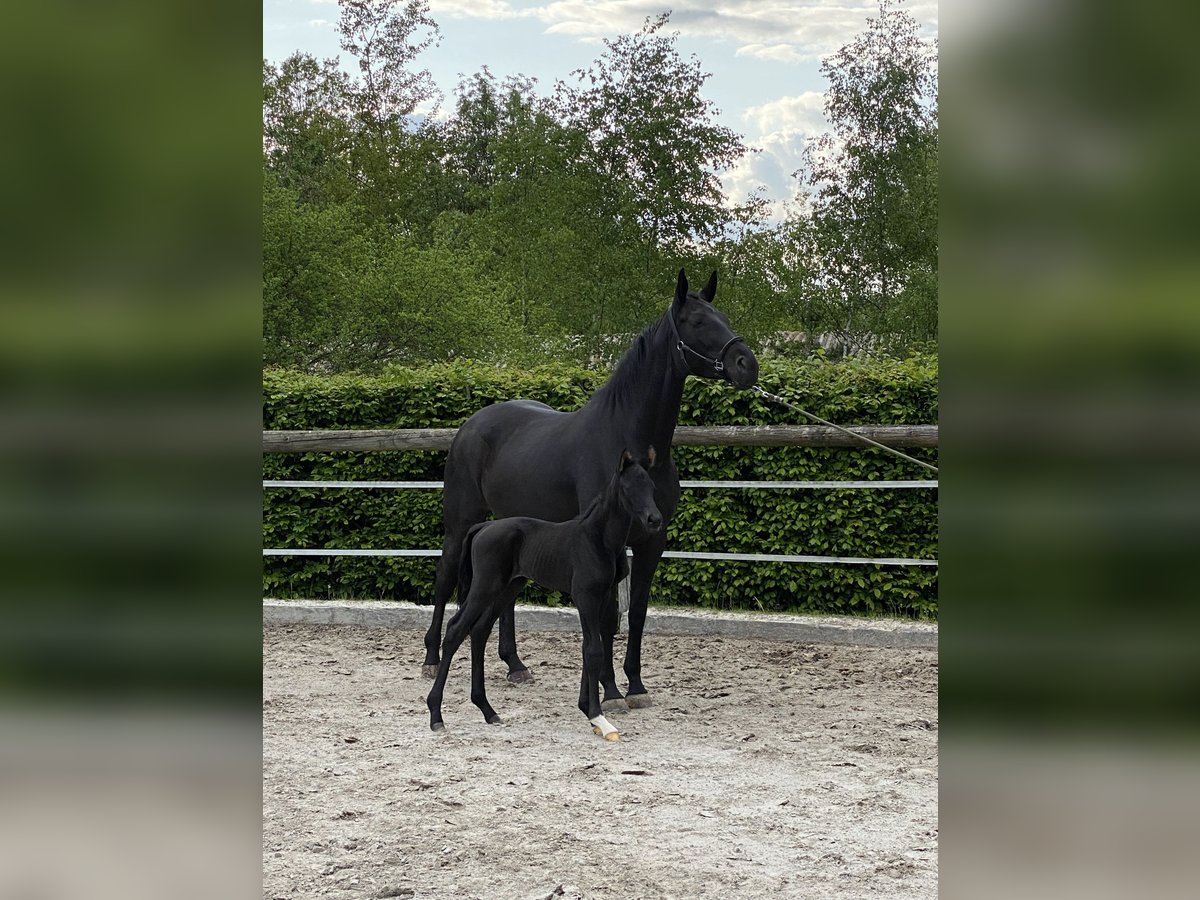 Oldenburger Stute 10 Jahre 172 cm Rappe in S&#xF6;hrewald