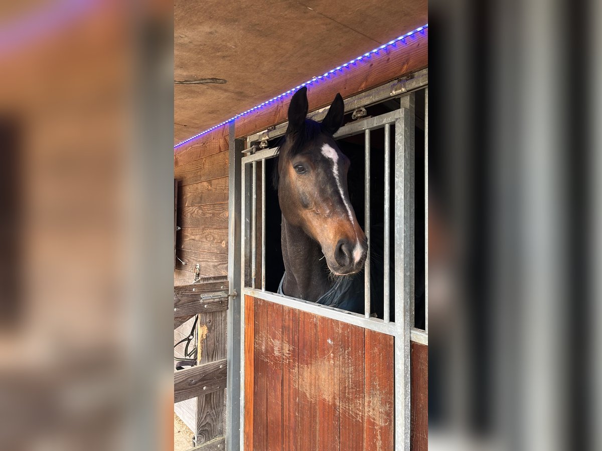 Oldenburger Stute 10 Jahre 173 cm Brauner in Nijverdal