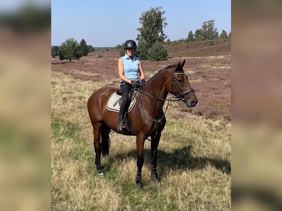 Oldenburger Stute 10 Jahre 174 cm Brauner in Rastede