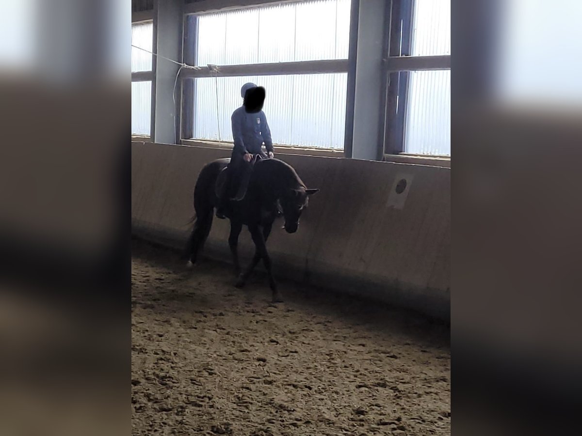 Oldenburger Stute 11 Jahre 165 cm Dunkelfuchs in Memmingen