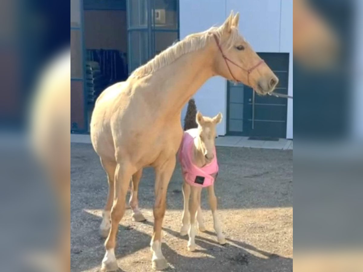 Oldenburger Stute 11 Jahre 172 cm Palomino in Wolfsbach