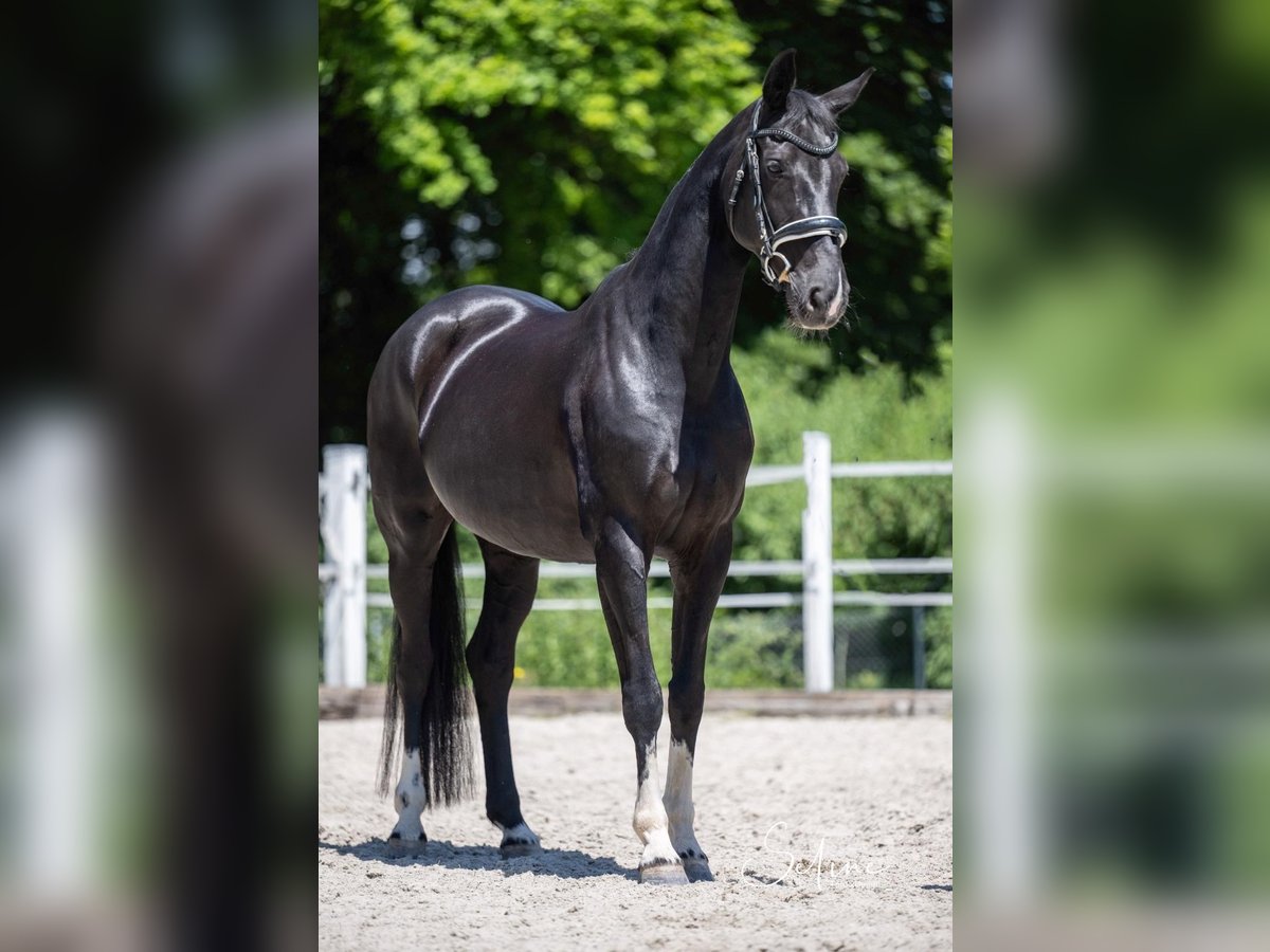 Oldenburger Stute 12 Jahre 164 cm Rappe in Dompierre