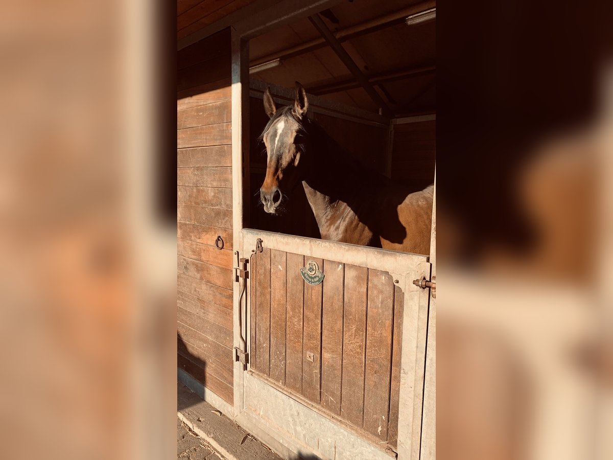Oldenburger Stute 12 Jahre 165 cm Brauner in Hardegsen