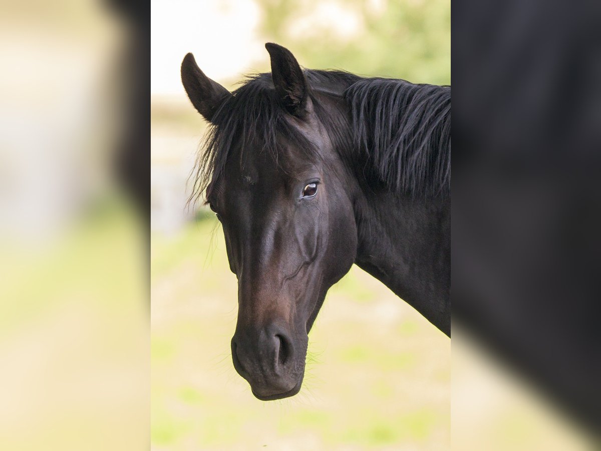 Oldenburger Stute 12 Jahre 167 cm Schwarzbrauner in Bergen