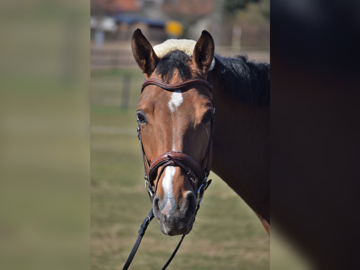 Oldenburger Stute 12 Jahre 168 cm Brauner in Osnabr&#xFC;ck