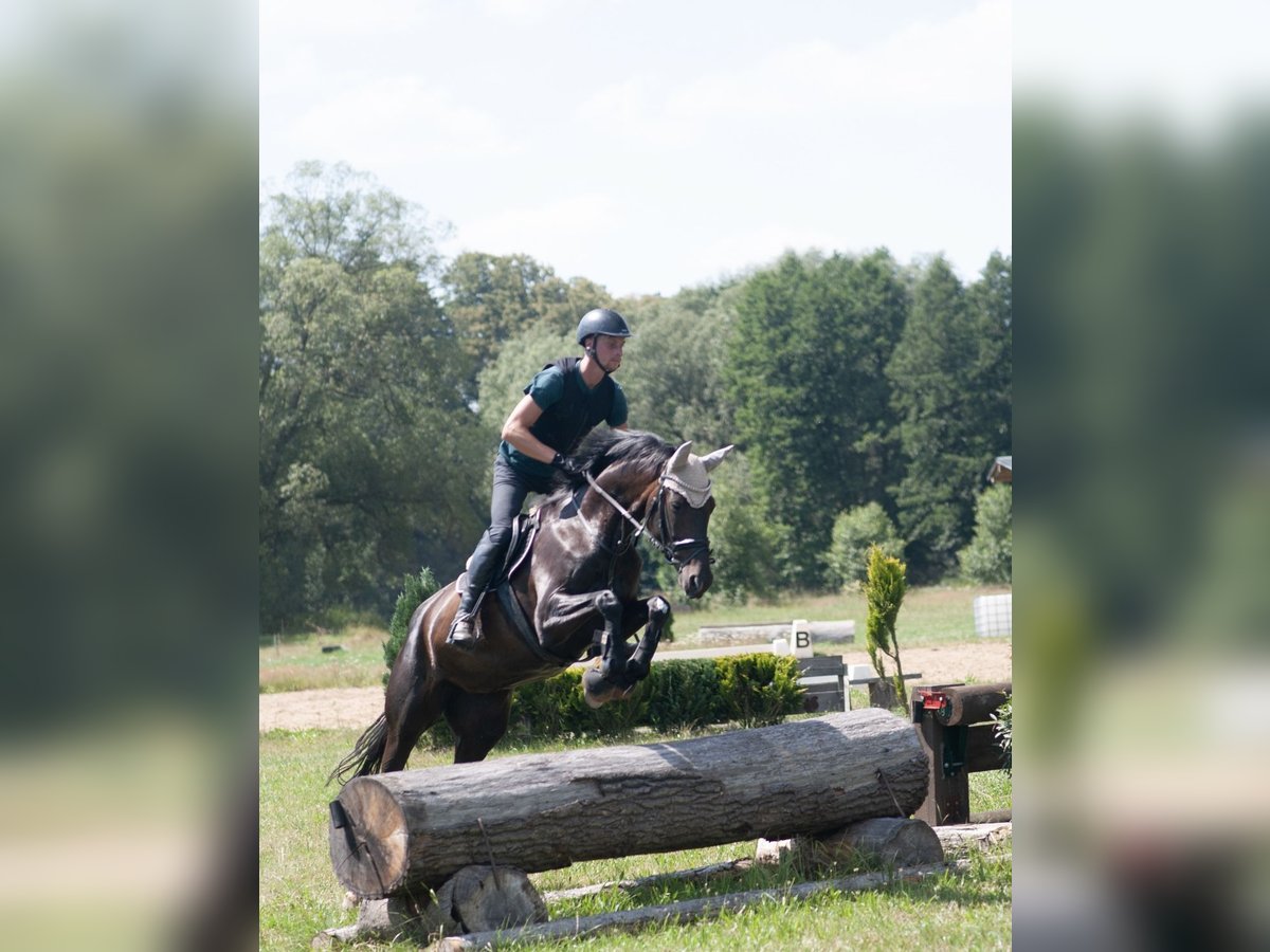 Oldenburger Stute 12 Jahre 168 cm Dunkelbrauner in Groitzsch