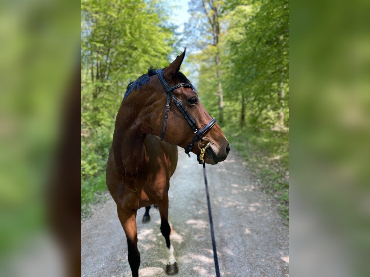 Oldenburger Stute 12 Jahre 169 cm Brauner in Singen