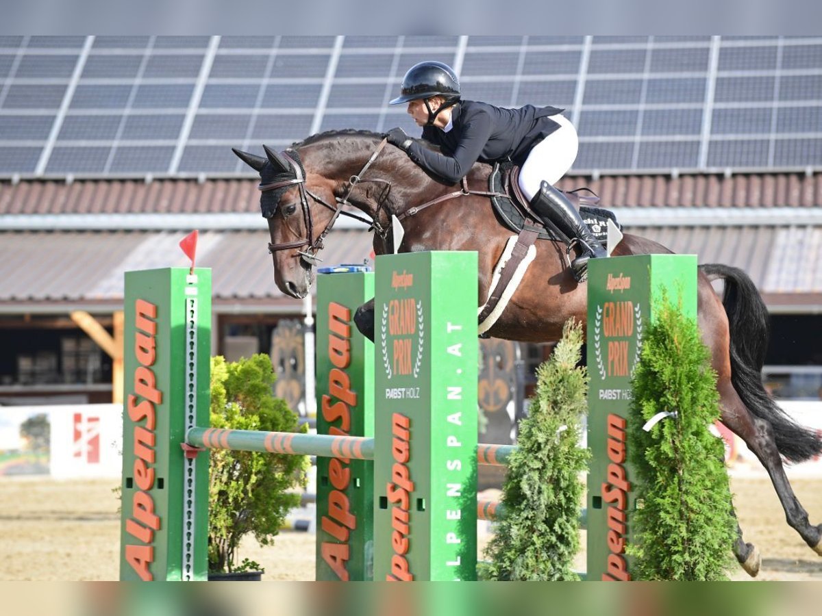 Oldenburger Stute 13 Jahre 160 cm Brauner in Stattegg