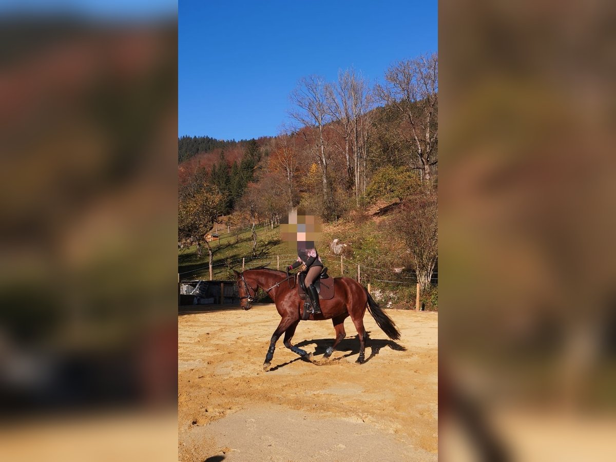 Oldenburger Stute 13 Jahre 163 cm Brauner in Reinsberg