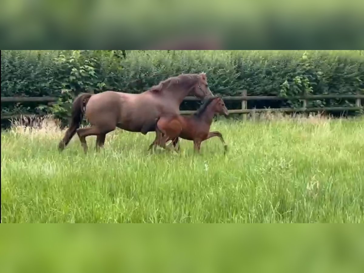 Oldenburger Stute 13 Jahre 165 cm Fuchs in Vechta