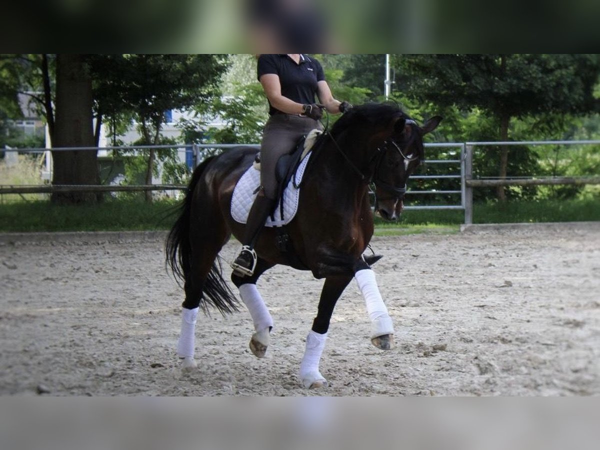 Oldenburger Stute 13 Jahre 167 cm Dunkelbrauner in Dorsten
