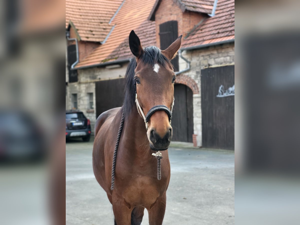 Oldenburger Stute 13 Jahre 180 cm Brauner in Paderborn