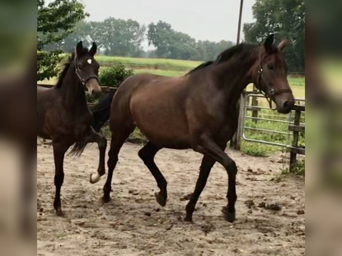 Oldenburger Stute 13 Jahre 180 cm Dunkelbrauner in Westerstede