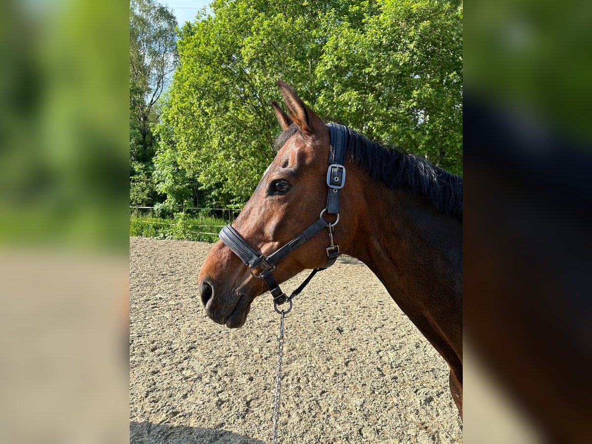 Oldenburger Stute 14 Jahre 162 cm Dunkelbrauner in Fronreute