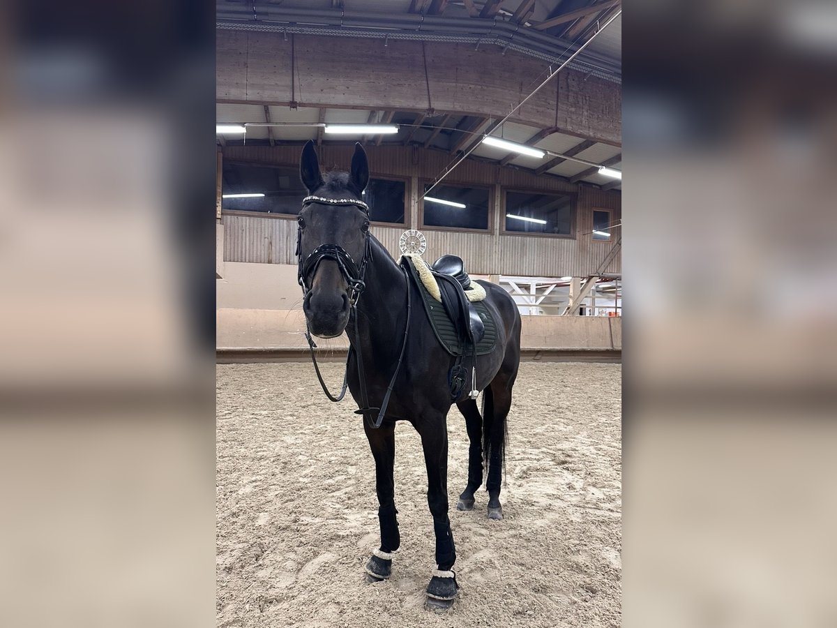 Oldenburger Stute 14 Jahre 169 cm Dunkelbrauner in Sch&#xF6;mberg