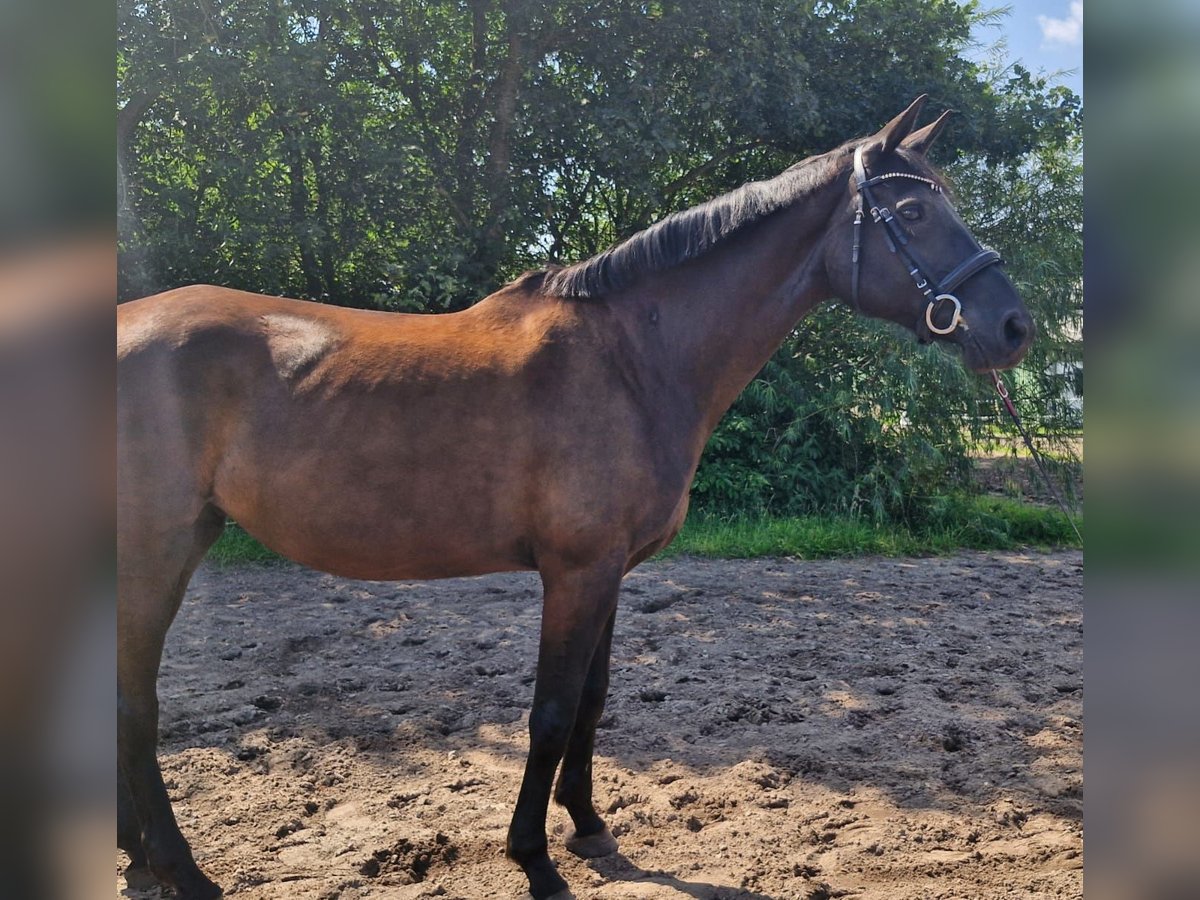 Oldenburger Stute 14 Jahre 170 cm Rappe in Wahlstedt