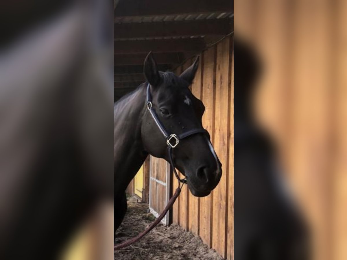 Oldenburger Stute 15 Jahre 150 cm Rappe in Werlte