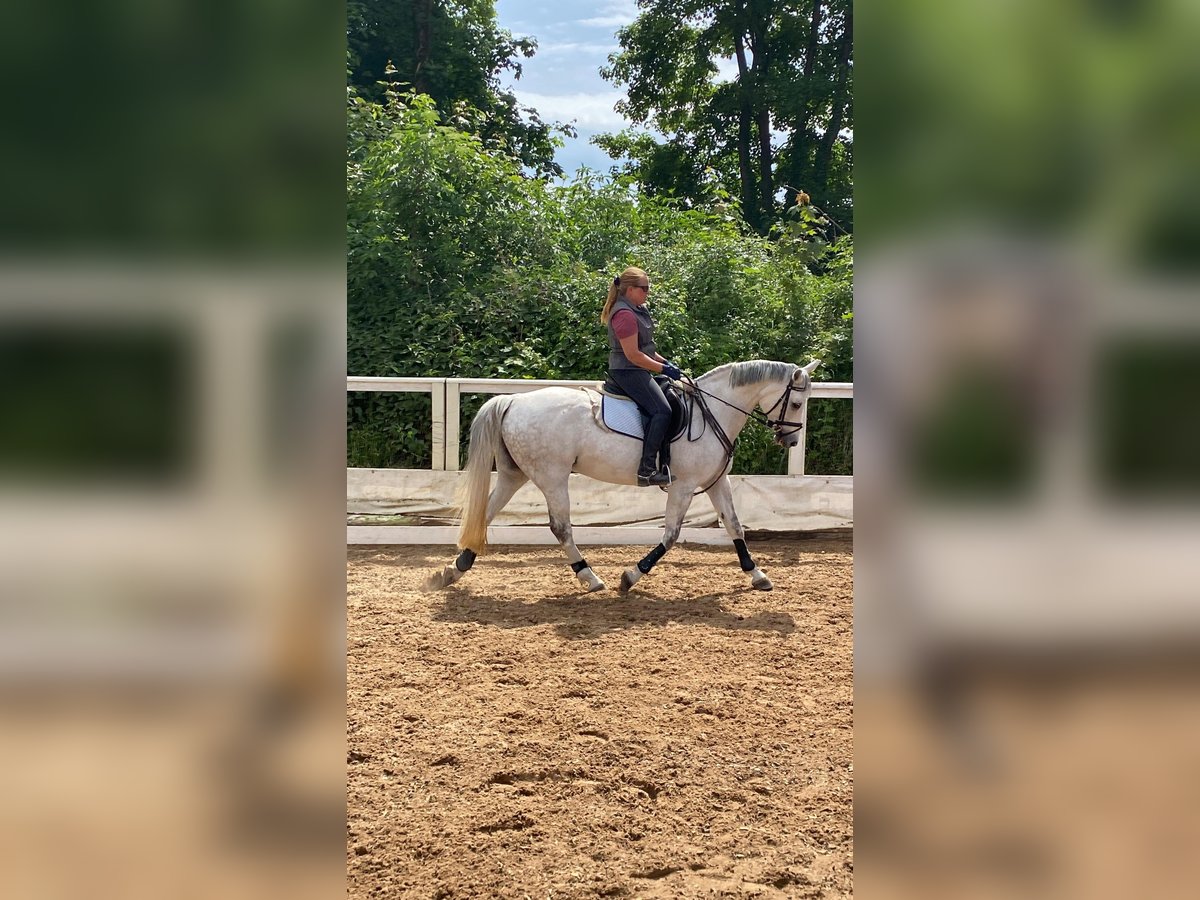 Oldenburger Stute 15 Jahre 160 cm Schimmel in Garching bei München