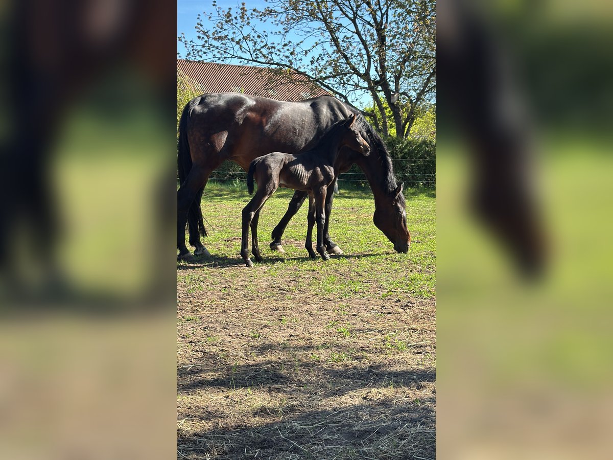 Oldenburger Stute 15 Jahre 166 cm Schwarzbrauner in Großefehn Bagband