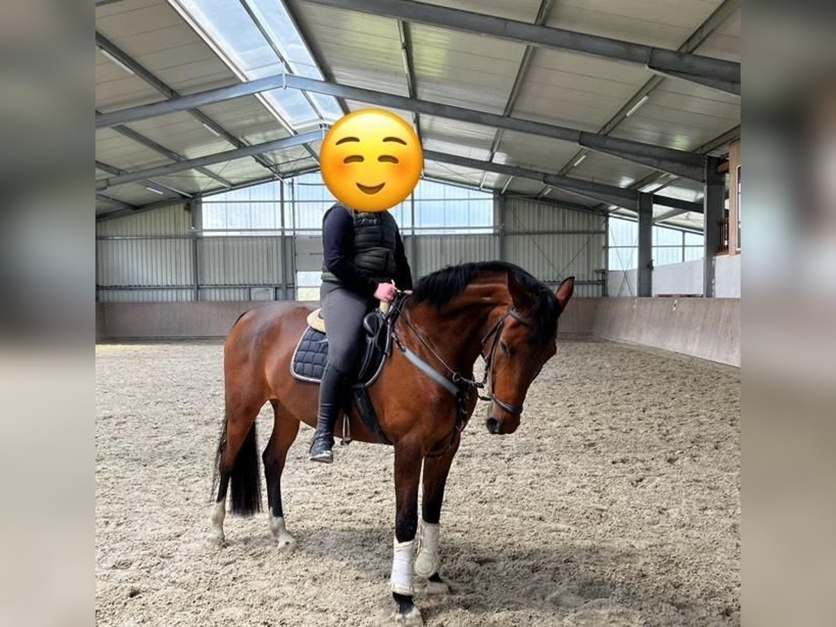 Oldenburger Stute 15 Jahre 168 cm Brauner in Vrees Oldenburger Stute 15 Jahre 168 cm Brauner in Vrees