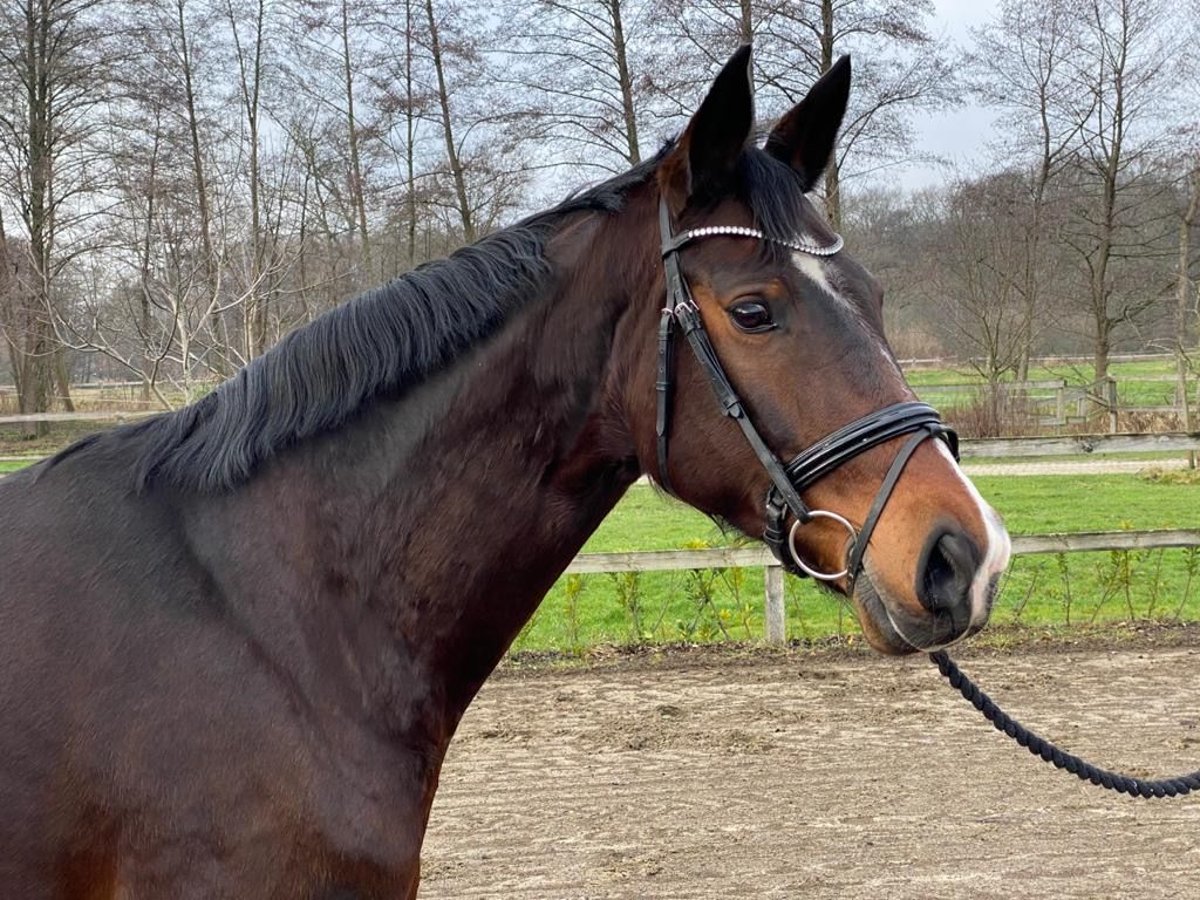 Oldenburger Stute 15 Jahre 168 cm Dunkelbrauner in Heistenbach