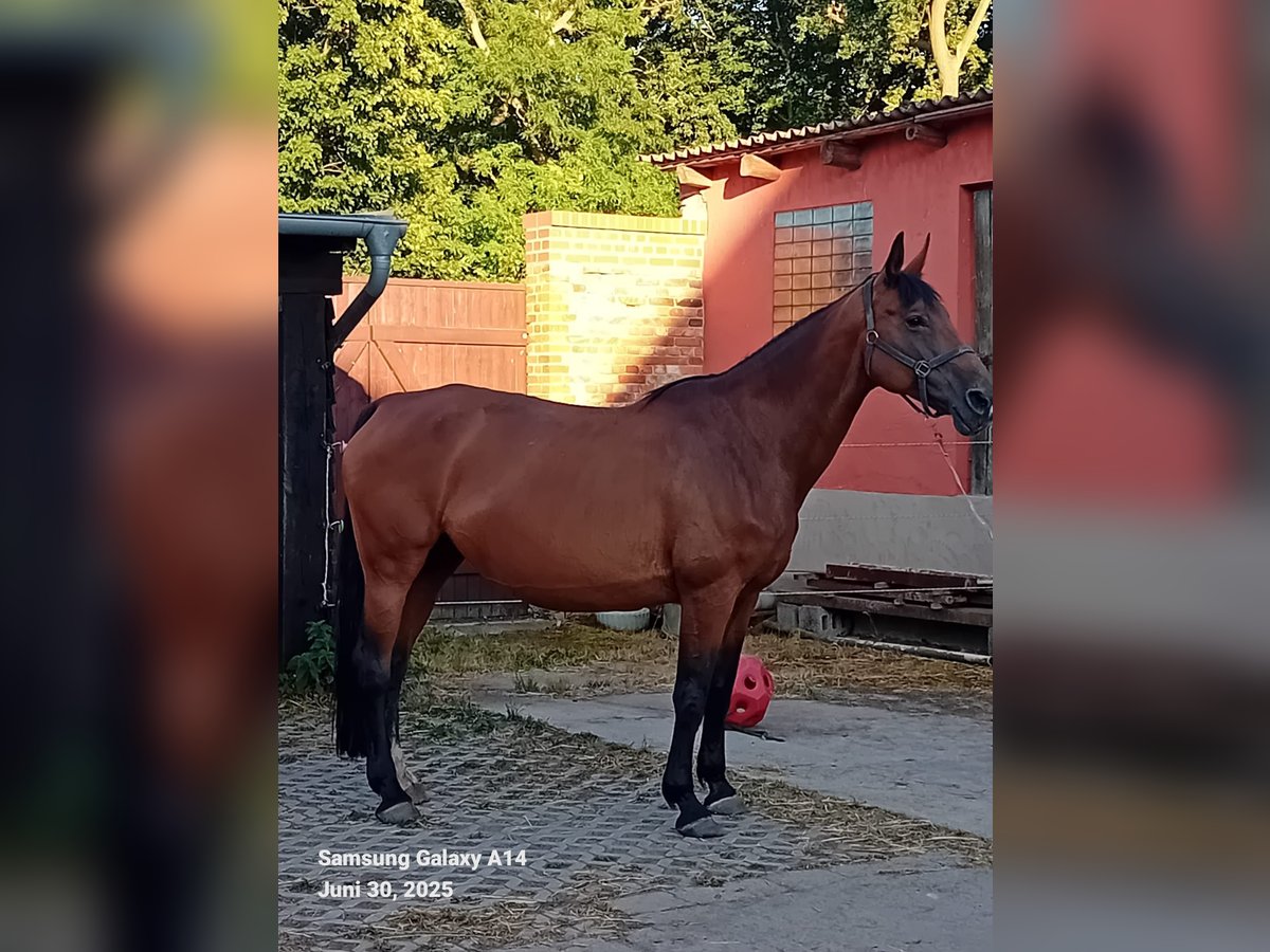 Oldenburger Stute 15 Jahre 170 cm Brauner in M&#xF6;ckern