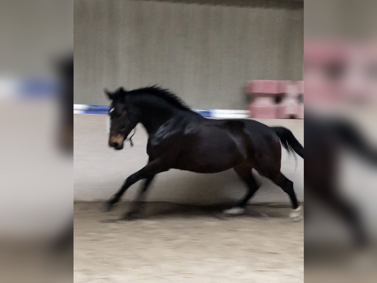 Oldenburger Stute 16 Jahre in R&#xF6;delsee/Fr&#xF6;hstockheim