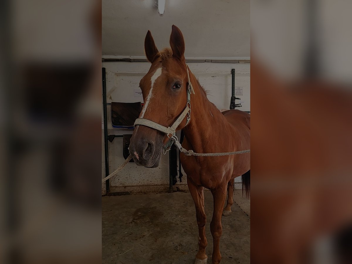 Oldenburger Stute 19 Jahre 165 cm Fuchs in Niederkassel