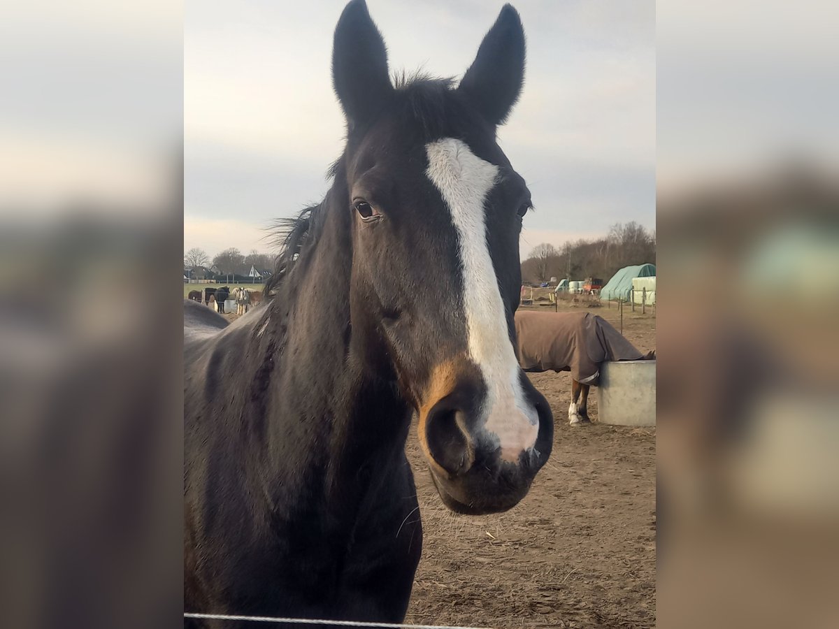 Oldenburger Stute 19 Jahre 169 cm Schwarzbrauner in Edemissen