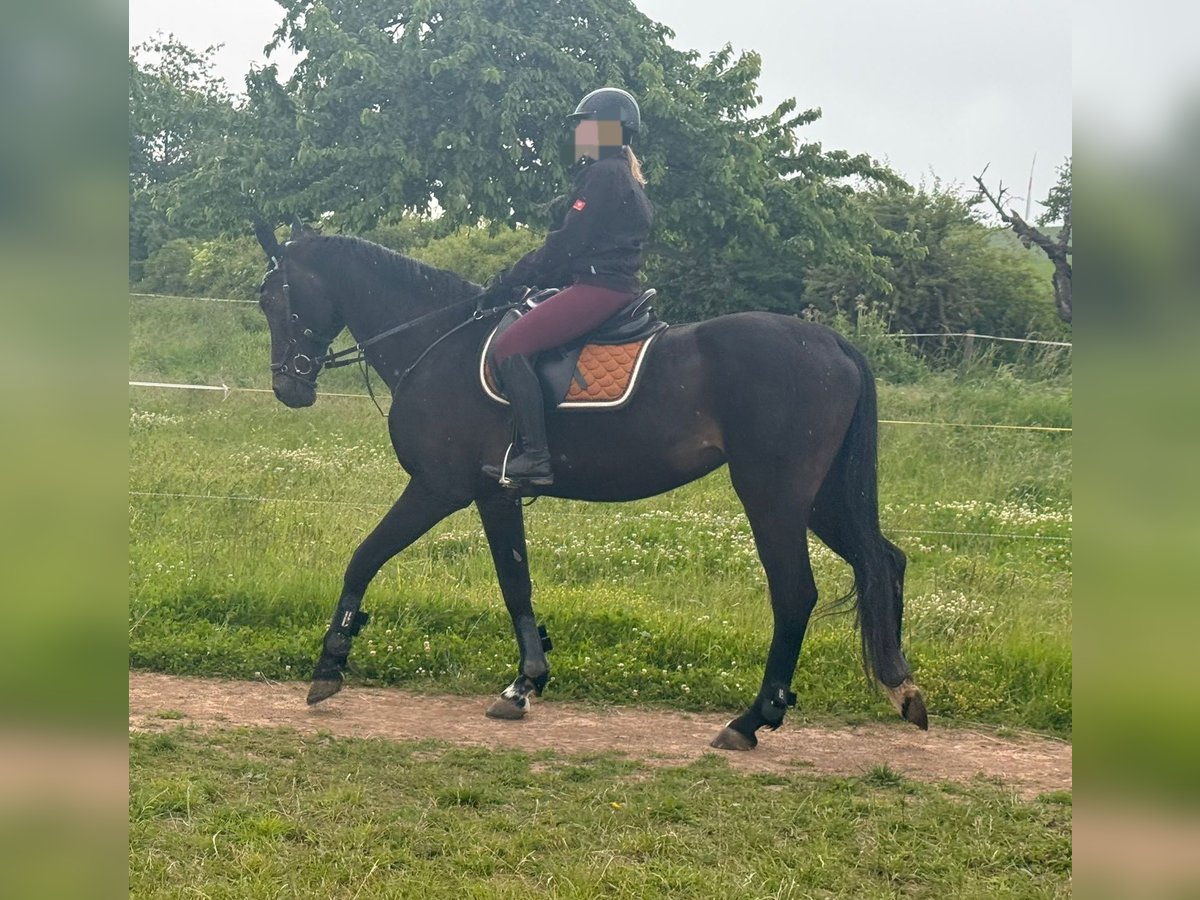 Oldenburger Stute 19 Jahre 172 cm Schwarzbrauner in Heldrungen
