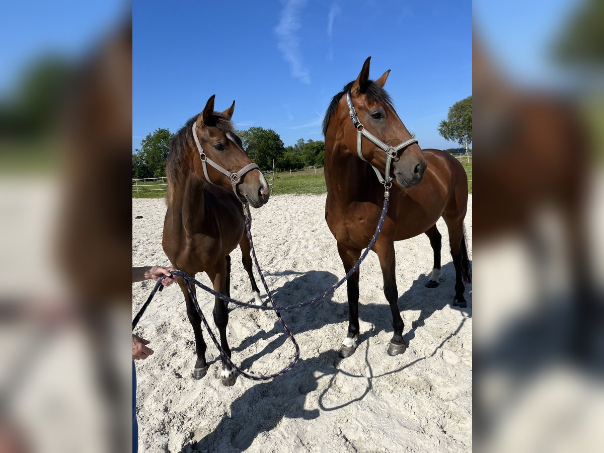 Oldenburger Stute 1 Jahr 152 cm Brauner in Esens
