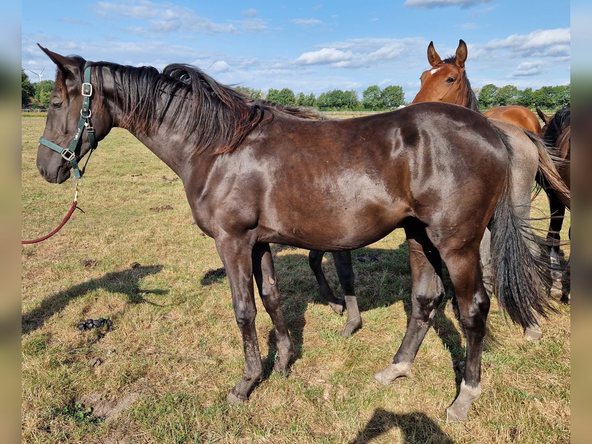Oldenburger Stute 1 Jahr 170 cm Rappe in Nienhagen Oldenburger Stute 1 Jahr 170 cm Rappe in Nienhagen