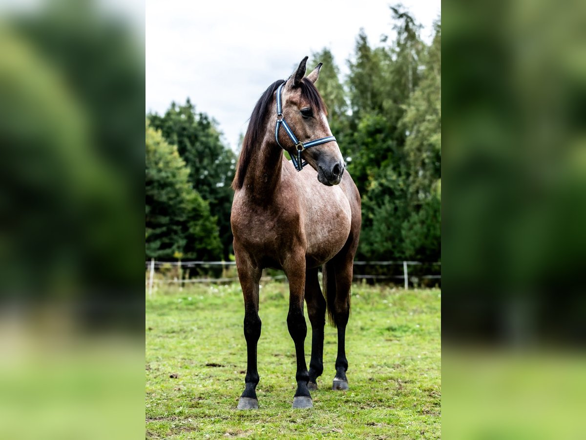 Oldenburger Stute 1 Jahr 170 cm Schimmel in Rzeszotary
