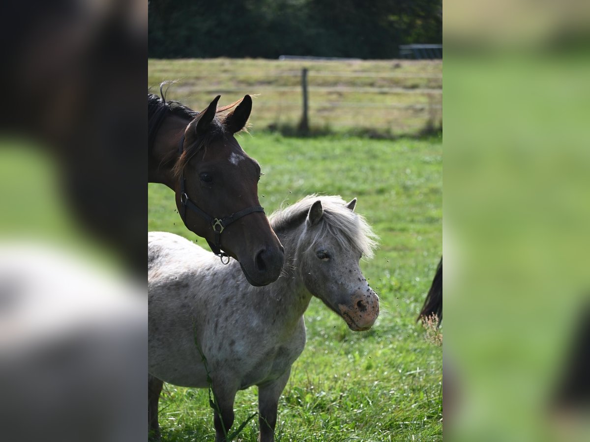 Oldenburger Stute 1 Jahr Brauner in Rethem