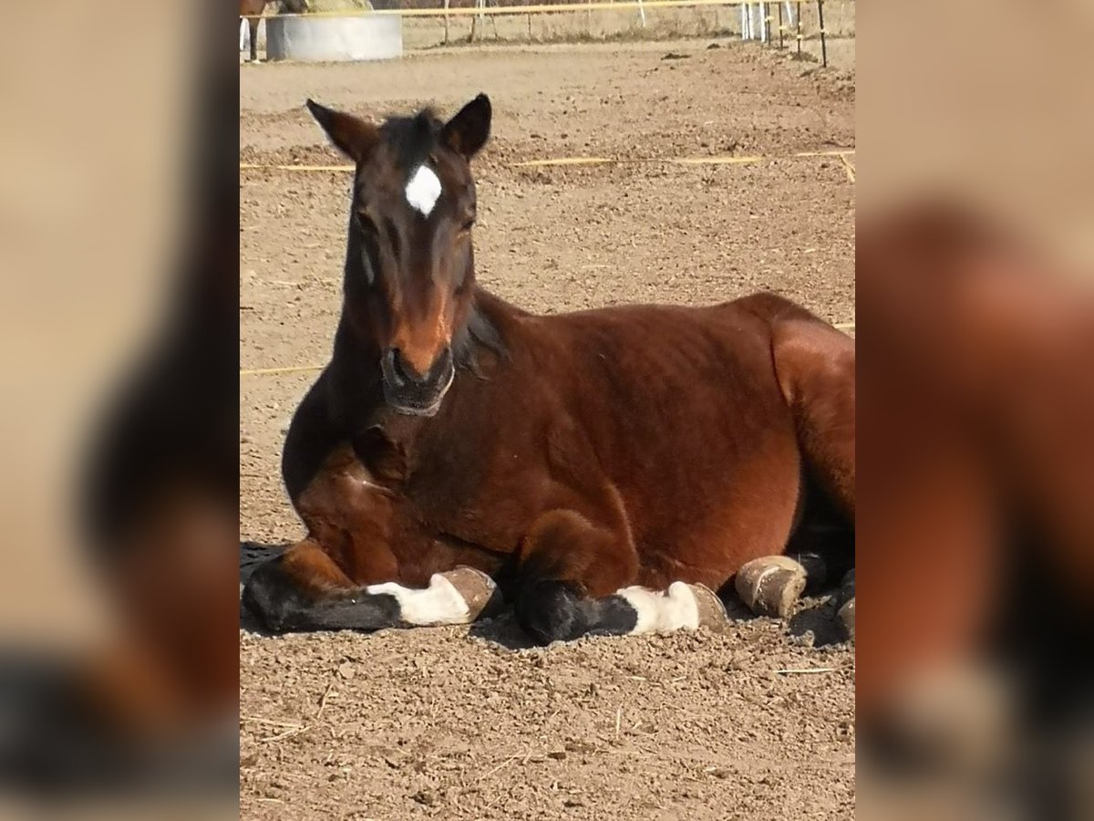 Oldenburger Stute 20 Jahre 165 cm Brauner in Biesenthal