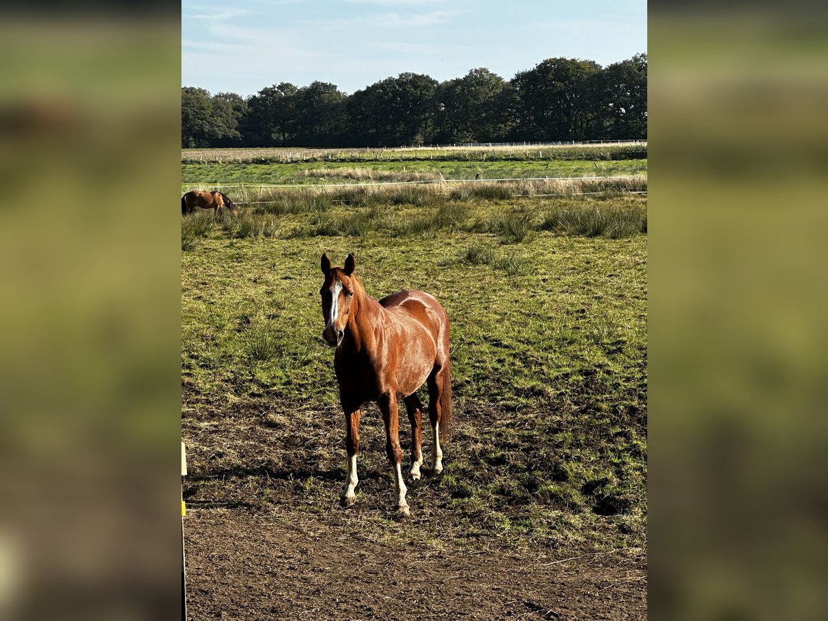 Oldenburger Stute 24 Jahre 160 cm Fuchs in Hemdingen