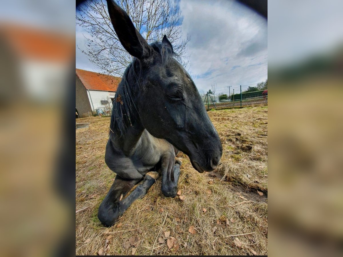 Oldenburger Stute 24 Jahre 173 cm Rappe in Bad Bocklet