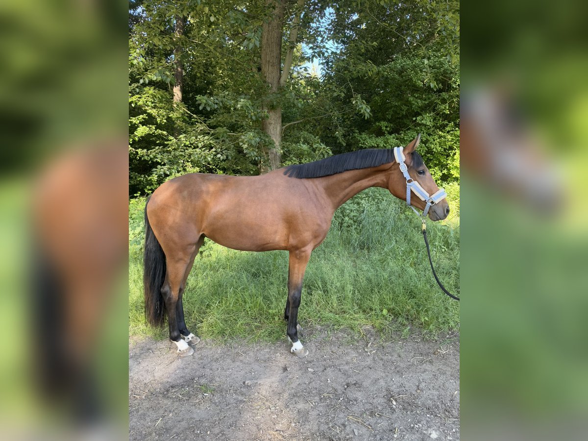 Oldenburger Stute 2 Jahre 162 cm Brauner in Dormagen Oldenburger Stute 2 Jahre 162 cm Brauner in Dormagen