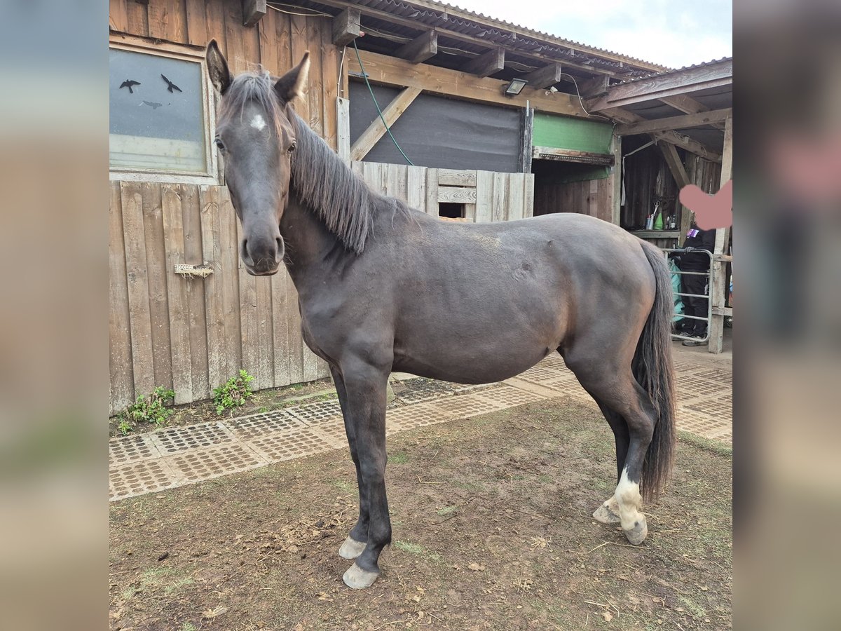 Oldenburger Stute 2 Jahre 162 cm Schwarzbrauner in Isenb&#xFC;ttel