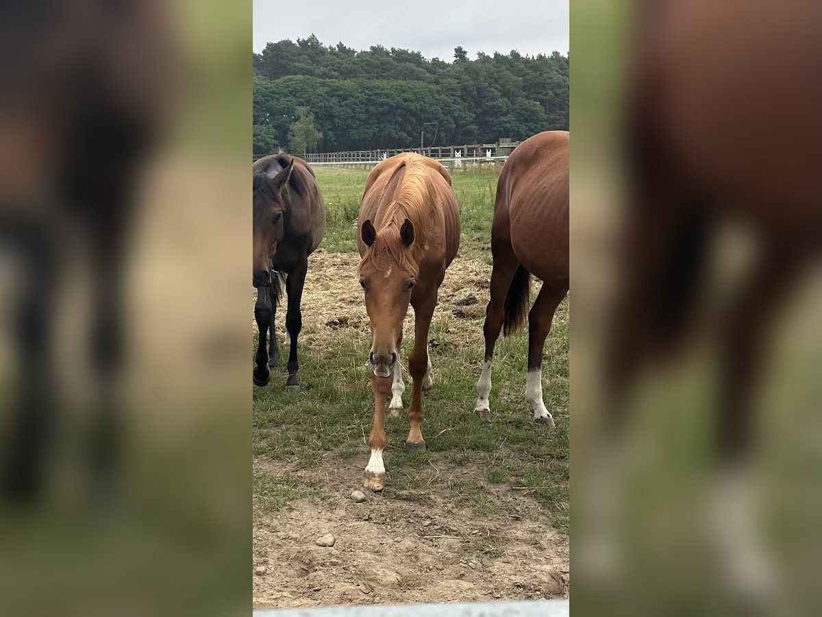 Oldenburger Stute 2 Jahre 167 cm Dunkelfuchs in Niemegk