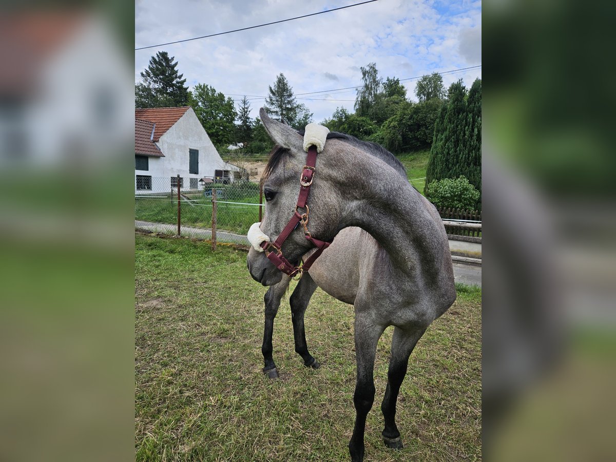 Oldenburger Stute 2 Jahre 170 cm Kann Schimmel werden in Carlsberg