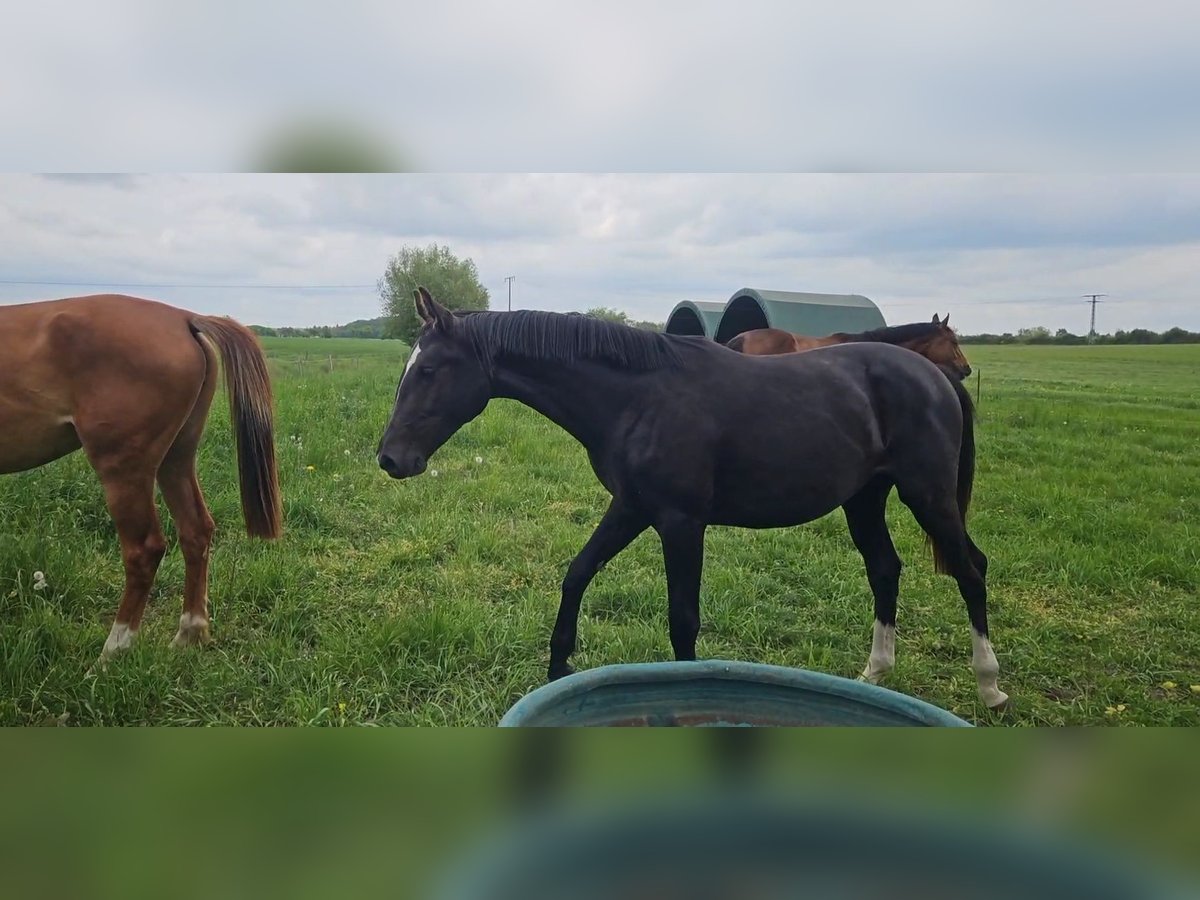 Oldenburger Stute 2 Jahre 170 cm Rappe in Gro&#xDF; Roge