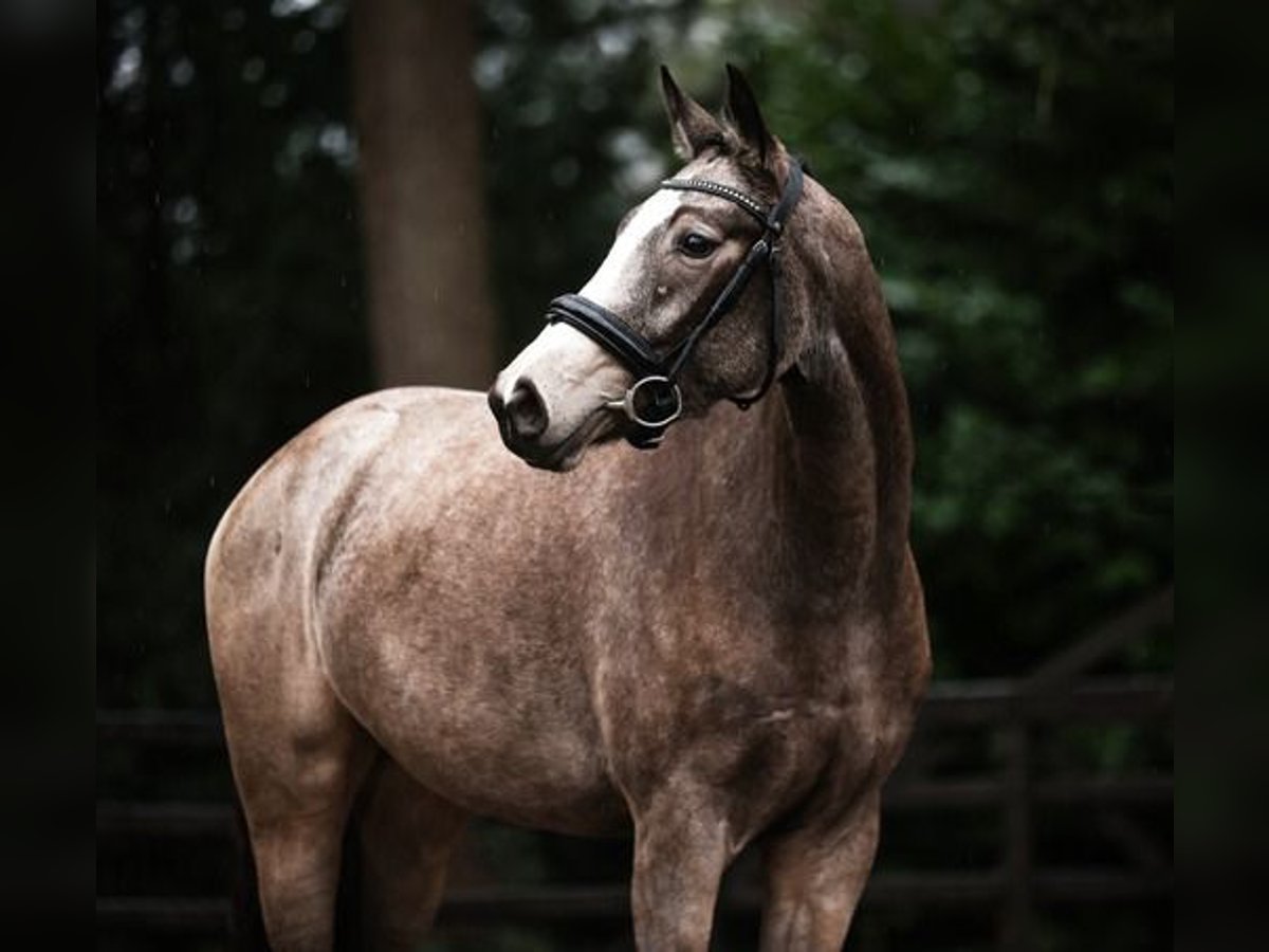 Oldenburger Stute 3 Jahre 154 cm Red Dun in Bilthoven