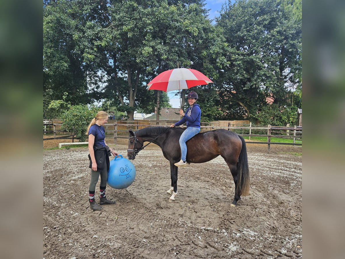 Oldenburger Stute 3 Jahre 155 cm Dunkelbrauner in Geestland