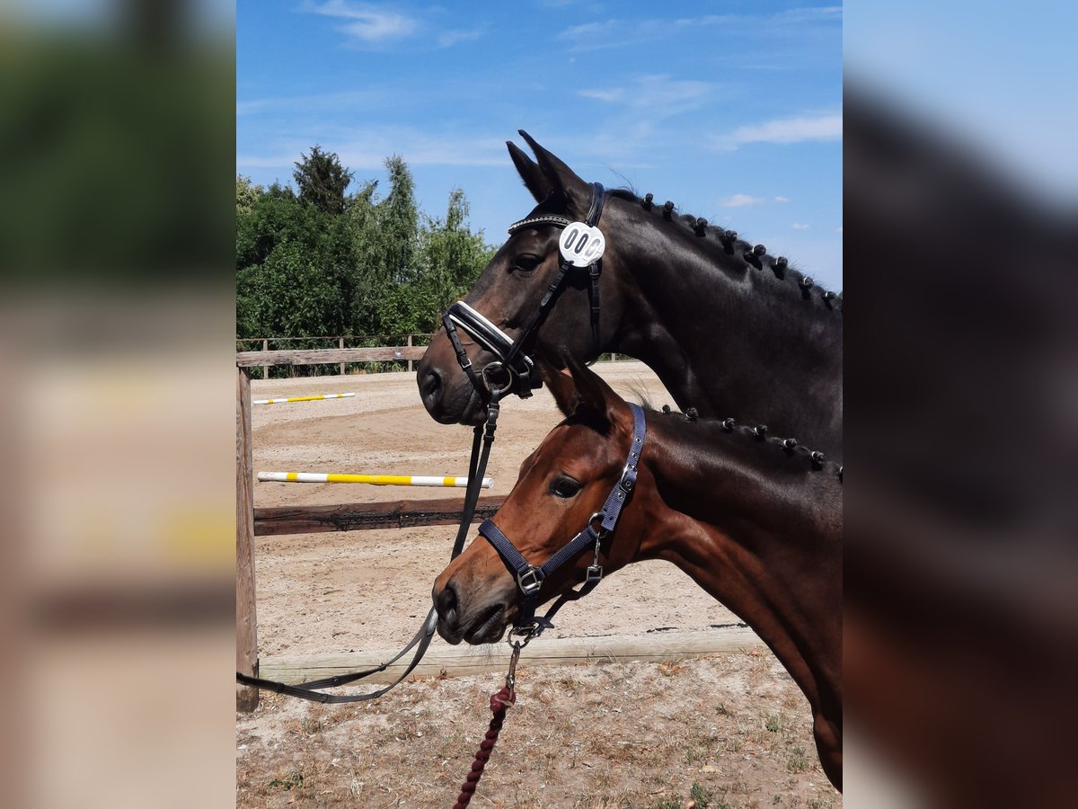 Oldenburger Stute 3 Jahre 161 cm Brauner in Leipzig