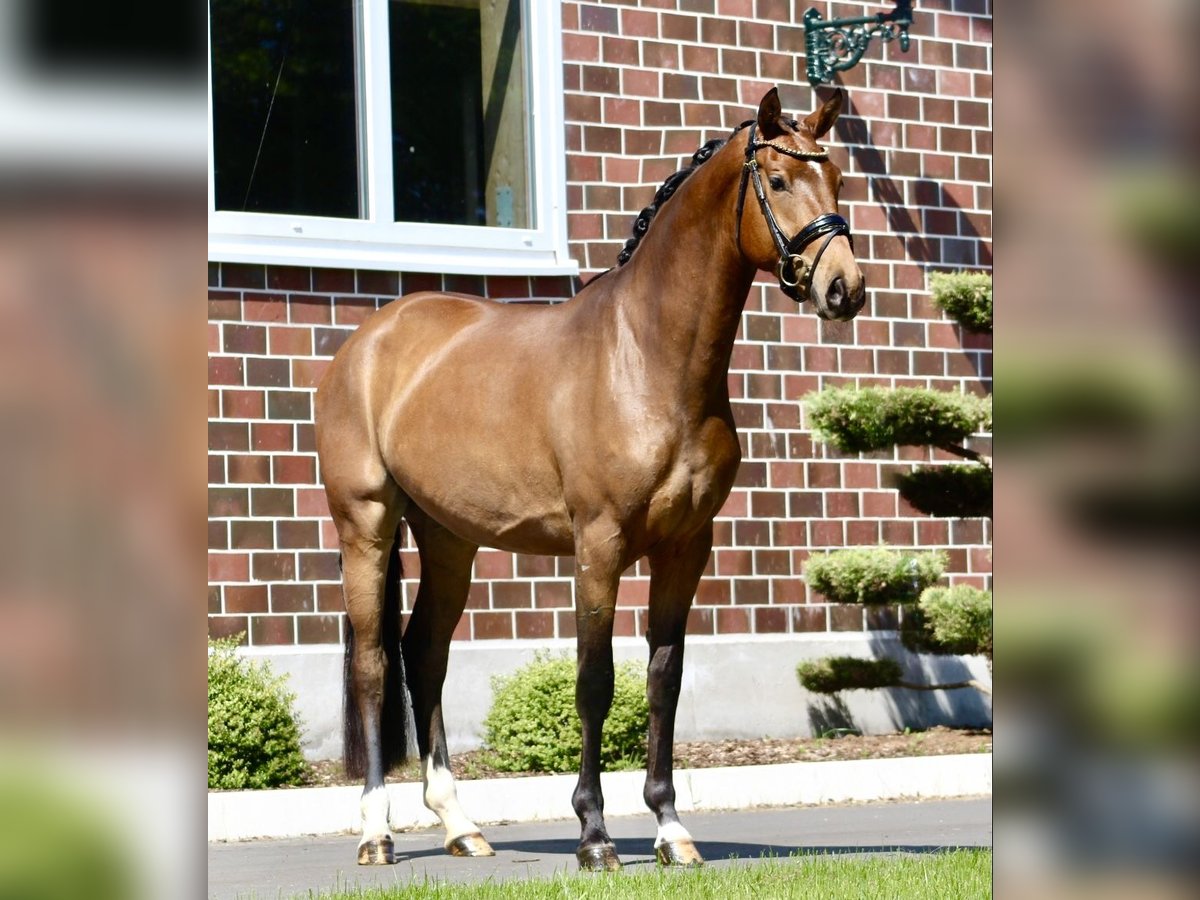 Oldenburger Stute 3 Jahre 163 cm Brauner in Berne
